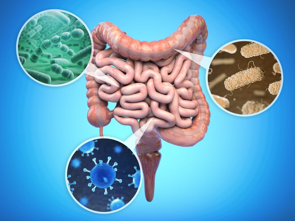 bacterias beneficiosas en los intestinos